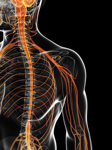 Body Spine Nerves